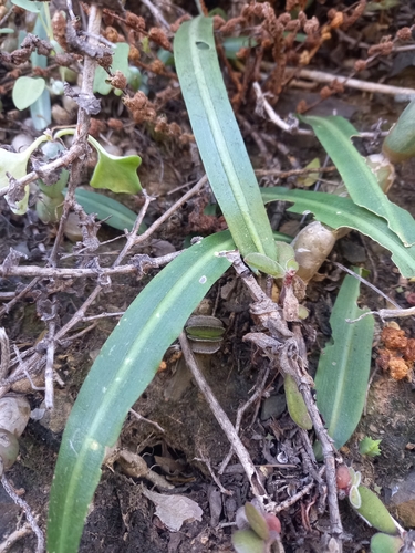 Drimia haworthioides