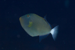 Melichthys vidua