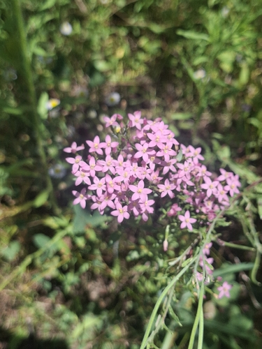 Common centaury