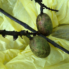Pometia pinnata