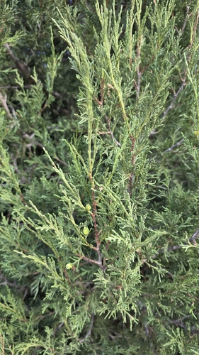 Juniperus thurifera, photograph 2