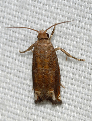 Epiblema abruptana