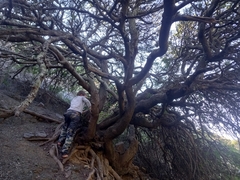 Schotia afra, photograph (c) Christiaan Viljoen, some rights reserved (CC BY)