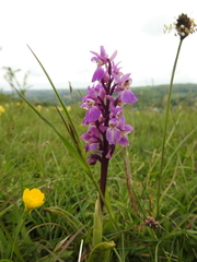 Orchis mascula