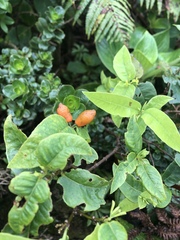 Wikstroemia oahuensis