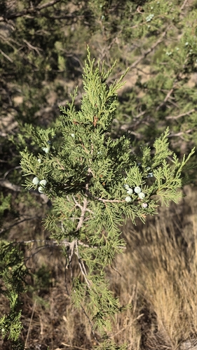 Juniperus thurifera