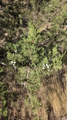 Juniperus thurifera, photograph (c) Christoph Moning, some rights reserved (CC BY)