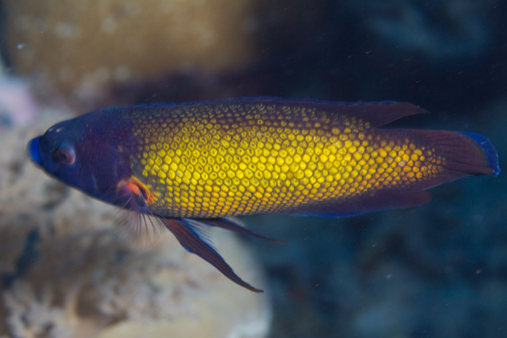 Micronesian Wrasse