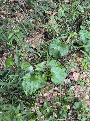 Plantago cordata, photograph 4