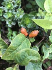 Wikstroemia oahuensis