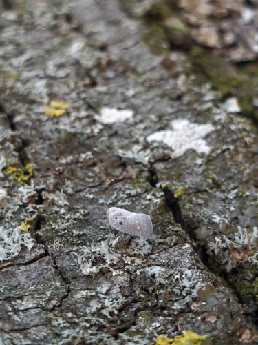 Citrus Flatid Planthopper