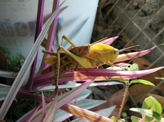 Xyleus discoideus mexicanus