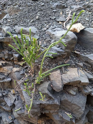 Crassula muscosa