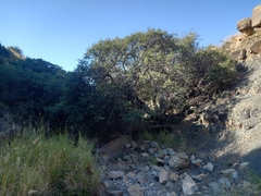 Schotia afra, photograph (c) Christiaan Viljoen, some rights reserved (CC BY)