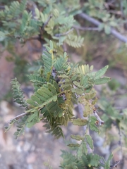 Schotia afra, photograph (c) Christiaan Viljoen, some rights reserved (CC BY)