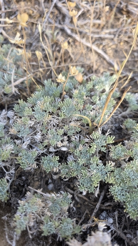 Artemisia assoana, photograph 5