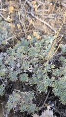Artemisia assoana, photograph Christoph Moning, CC BY, iNaturalist via GBIF
