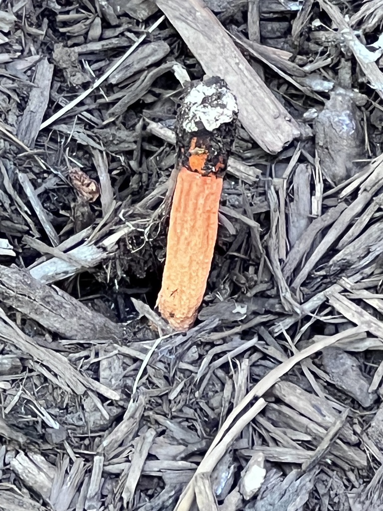 Wrinkly Stinkhorn · July 2026 · photo: Photo: (c) Mark Richman, some rights reserved (CC BY) · iNaturalist