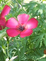 Linum grandiflorum