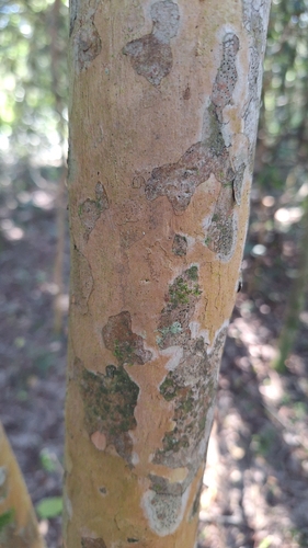 Myrcianthes pungens
