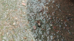 Melipona favosa
