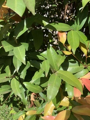 Syzygium samarangense