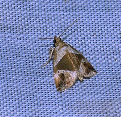 Maliattha separata