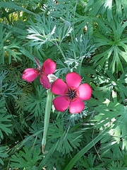 Linum grandiflorum