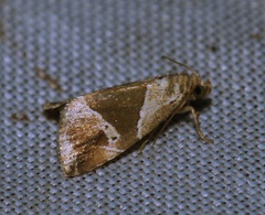 Maliattha separata
