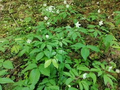 Anemonoides trifolia