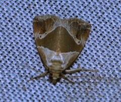 Maliattha separata