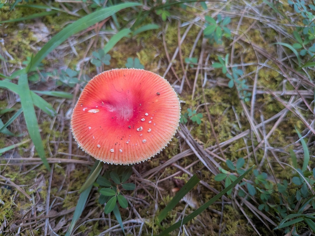 False Caesar's Mushroom · August 2026 · photo: Photo: (c) stephen, some rights reserved (CC BY) · iNaturalist