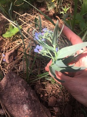 Mertensia lanceolata