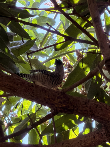 Barred Antshrike