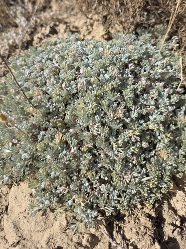Artemisia assoana, photograph 3