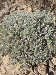 Artemisia assoana, photograph Christoph Moning, CC BY, iNaturalist via GBIF