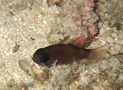 Nectamia bandanensis observed 2026-07-11