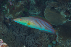 Hologymnosus doliatus