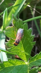 Athalia rosae