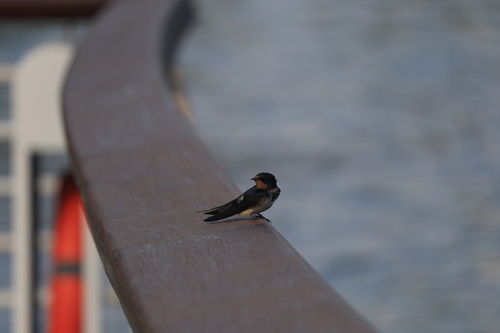 Barn Swallow