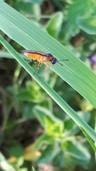 Athalia rosae