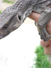 Varanus exanthematicus