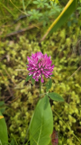 Red Clover