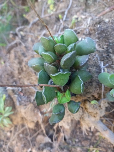Foto de Patinha de rã