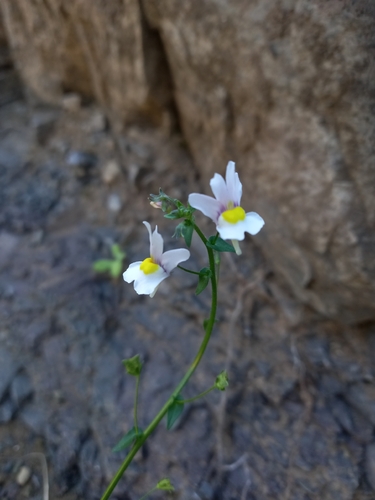 Nemesia fruticans, photograph 5