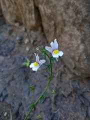 (c) Christiaan Viljoen, some rights reserved (CC BY) Nemesia fruticans, photograph (c) Christiaan Viljoen, some rights reserved (CC BY)