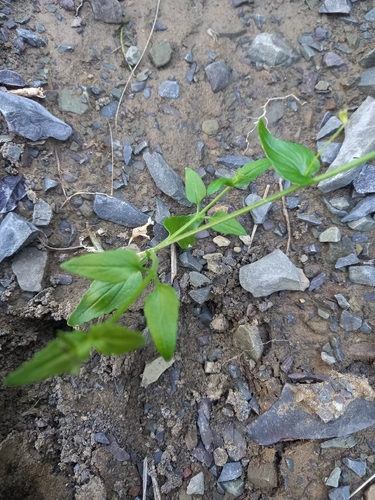 Nemesia fruticans, photograph 6