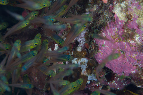Glassfish
