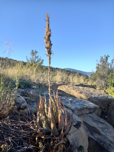 Aloe microstigma, photograph 4