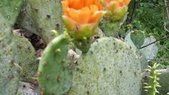 Hesperolabops gelastops